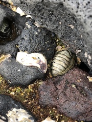 Sypharochiton pelliserpentis