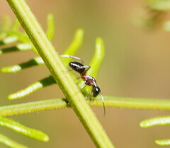 Camponotus innexus
