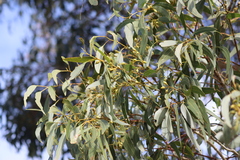 Eucalyptus leucoxylon