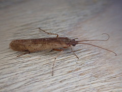 Limnephilus affinis