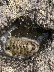 Sypharochiton pelliserpentis