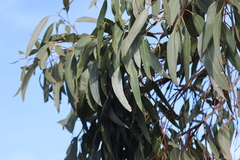 Eucalyptus leucoxylon