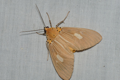 Asota plaginota