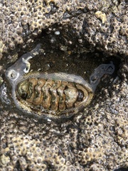 Sypharochiton pelliserpentis