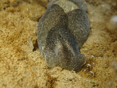 Papawera zelandiae
