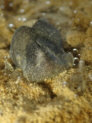 Papawera zelandiae