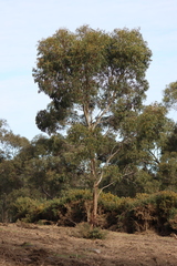 Eucalyptus leucoxylon