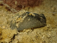 Papawera zelandiae