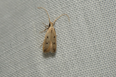 Lecithocera