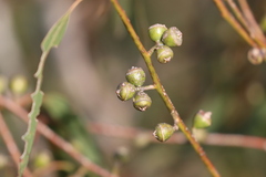 Eucalyptus viminalis