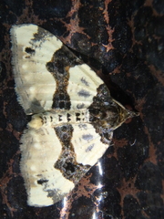Cosmorhoe ocellata