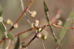 Eucalyptus viminalis