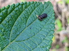 Octotoma scabripennis