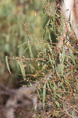 Eucalyptus viminalis