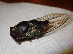 Neotibicen lyricen engelhardti