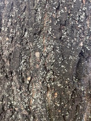 Phaeophyscia orbicularis