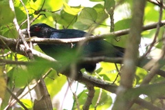 Eudynamys scolopaceus