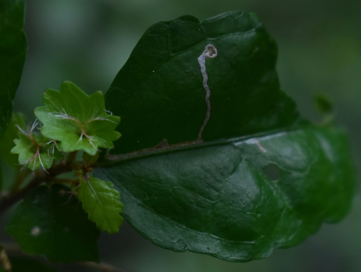 Acalypha lyonsii 2