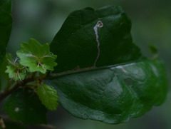 Acalypha lyonsii