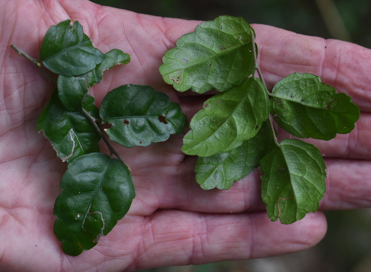 Acalypha lyonsii 3
