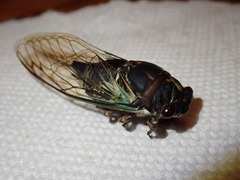 Neotibicen lyricen engelhardti