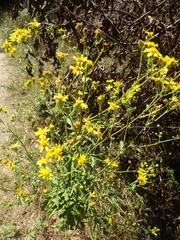 Jacobaea grandidentata
