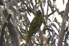 Trichoglossus chlorolepidotus