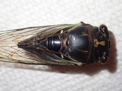 Neotibicen lyricen engelhardti