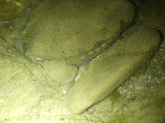Salmo trutta fario