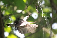 Arachnothera longirostra