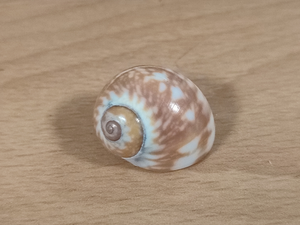 spider moonsnail