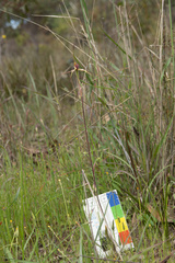 Caladenia strigosa