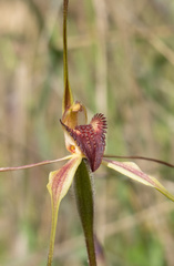 Caladenia strigosa