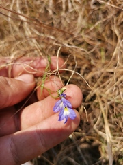 Lobelia erinus