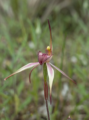 Caladenia strigosa