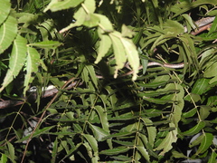 Dendrelaphis tristis