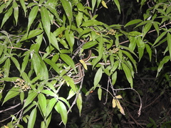 Dendrelaphis tristis