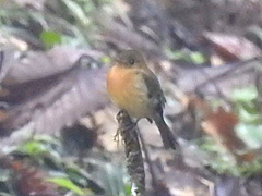 Mitrephanes phaeocercus