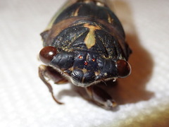 Neotibicen lyricen engelhardti