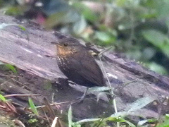 Premnoplex brunnescens