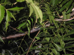 Dendrelaphis tristis