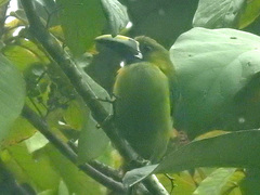 Aulacorhynchus prasinus