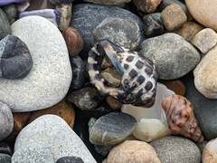 Tenguella marginalba