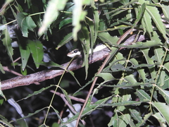 Dendrelaphis tristis