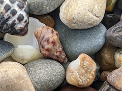 Phycothais reticulata