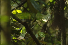 Nectariniidae