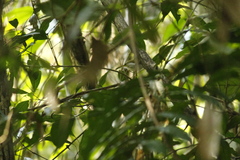 Nectariniidae