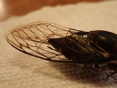 Neotibicen lyricen engelhardti