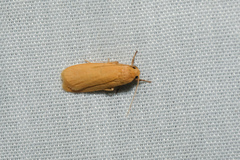 Danielithosia immaculata