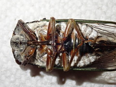 Neotibicen lyricen engelhardti